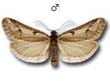 Exapate congelatella
