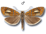 Olethreutes arcuella