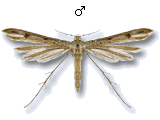 Stenoptilia islandicus