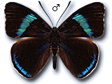 MU