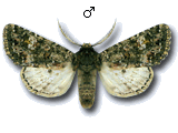 Polymixis (Eumichtis) lichenea
