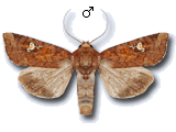 Amphipoea crinanensis