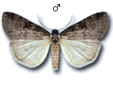 Stilbia anomala