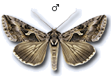 Cornutiplusia circumflexa