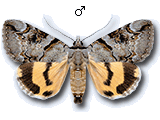 Catocala hymenaea