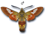MU