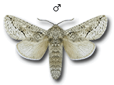 MU