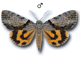 MU