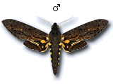 MU