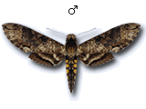 MU