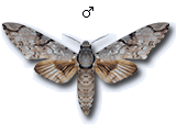 MU