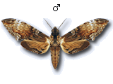 MU