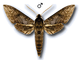 MU
