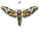 MU