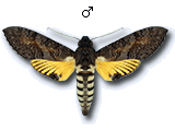 MU