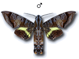MU