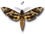 MU