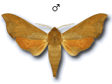MU