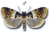 Epinotia festivana