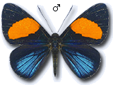 MU