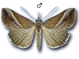 Hypena (Ophiuche) lividalis