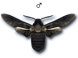 MU