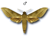 MU