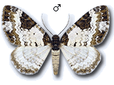Melanthia procellata