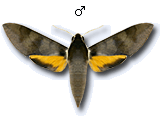 MU