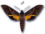 MU
