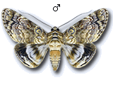 Dyopsinae