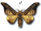 MU