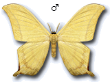 MU