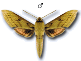 MU