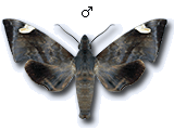 MU