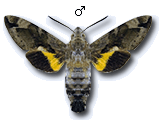 MU
