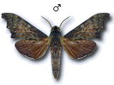 MU