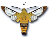 MU