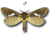 MU