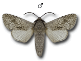 MU
