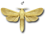 MU