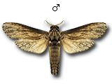 MU