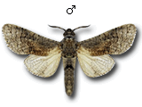 MU