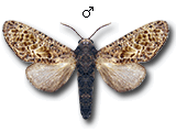 MU