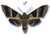 MU