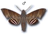 MU