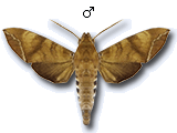 MU