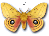 MU