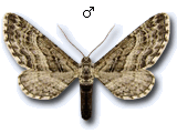 MU