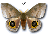 MU